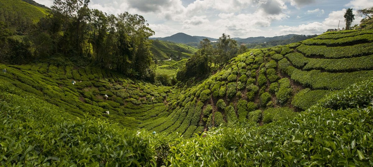Rows of green tea bushes covering rolling hills in Cameron Highlands under a cloudy sky